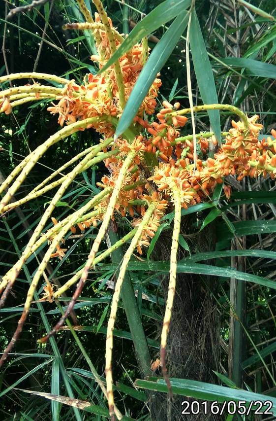 山棕的花、Arenga engleri, Arenga engleri, Formosa Palm, Taiwan Sugar Palm, Dwarf sugar palm, Taiwan arenga palm